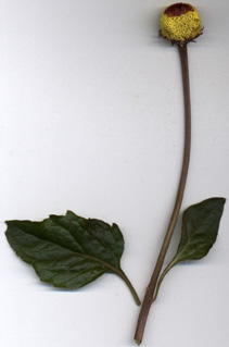 Acmella oleracea