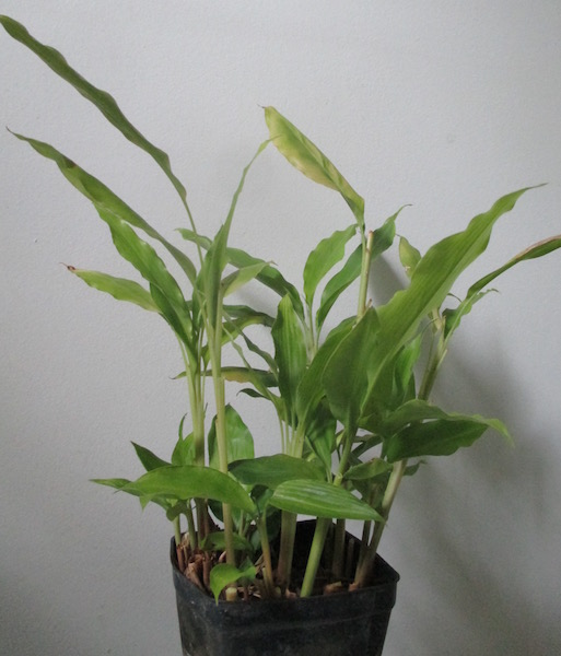 <i>Alpinia Zerumbet</i>