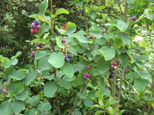 Native Serviceberries ripe