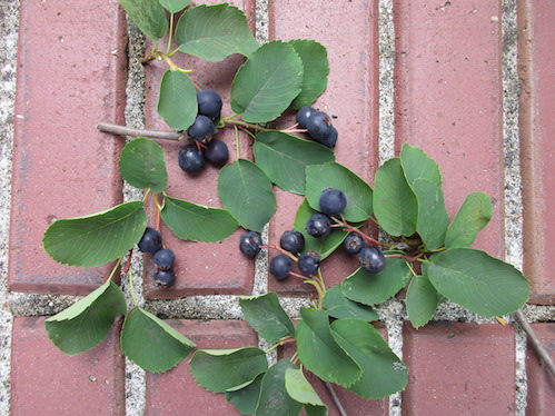 Native Serviceberries ripe