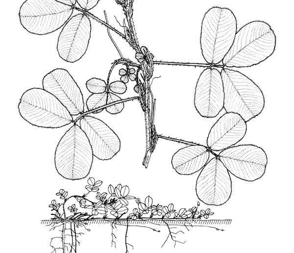 <i>Arachis Pintoi</i>