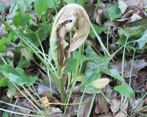 Arum italicum