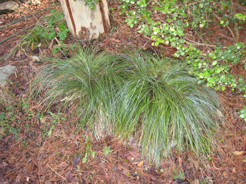 Beargrass before dividing photo