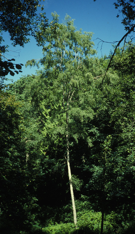 tall European White Birch in Interlaken Park
