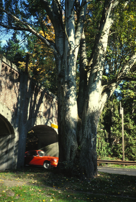 Bolleana white Poplar October 1986