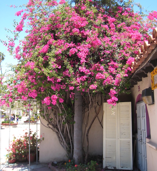 Bougainvillea