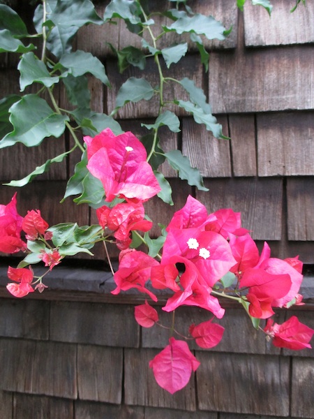 Bougainvillea