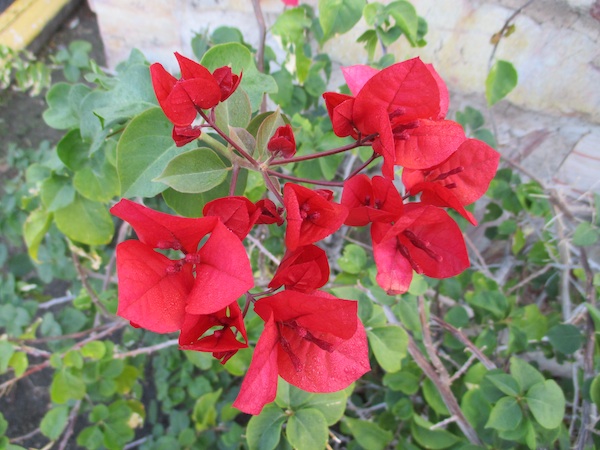 Bougainvillea