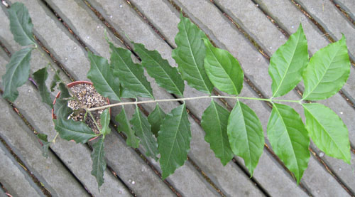 Bunchosia glandulifera