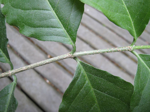 Bunchosia glandulifera