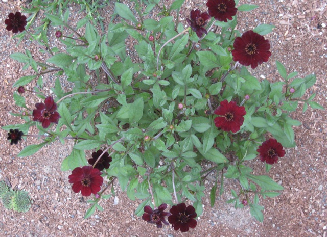 Chocolate Cosmos