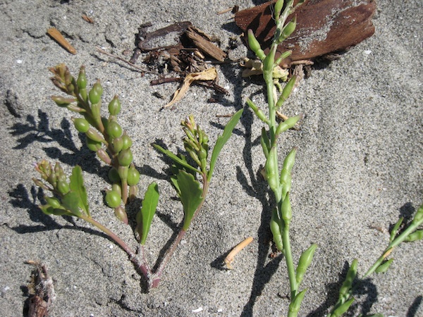 Cakile edentula (left) and Cakile maritima (right)