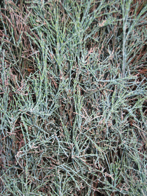 Callitris oblonga foliage