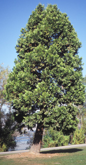 Incense Cedar photo