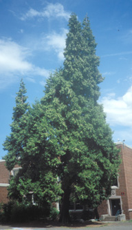 Incense Cedar photo