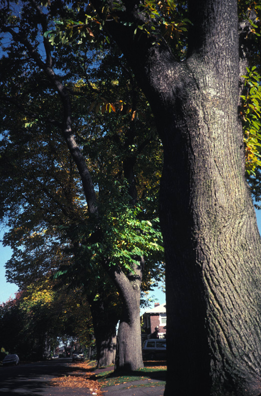 Queen Anne Boulevard chestnut trees