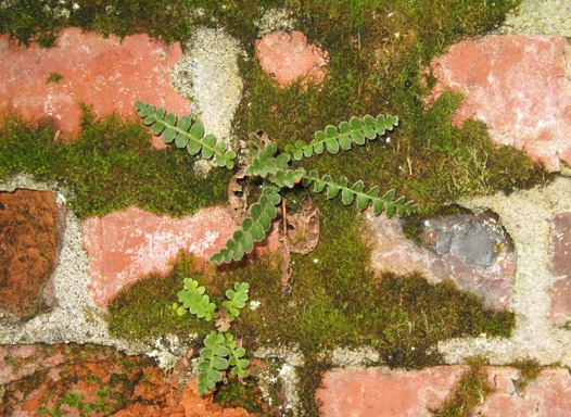 Asplenium Ceterach