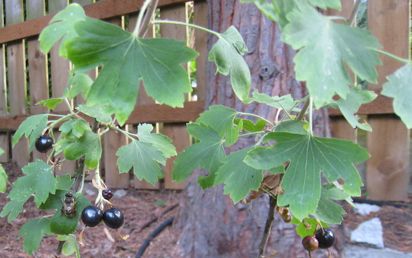 Hybrid Black Currant berries