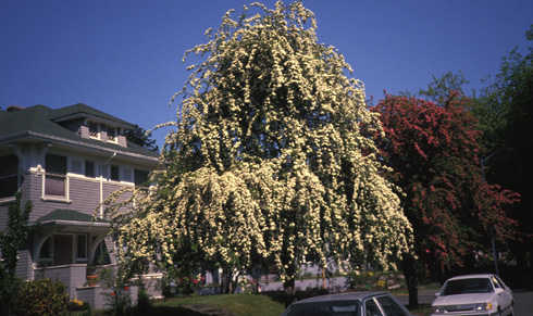 street-tree hawthorns