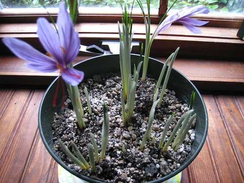 Crocus sativus