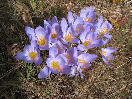 Crocus speciosus