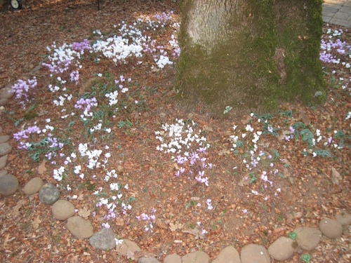 Cyclamen hederifolium