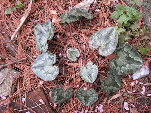 Cyclamen hederifolium