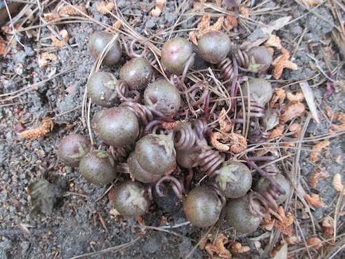 Cyclamen hederifolium