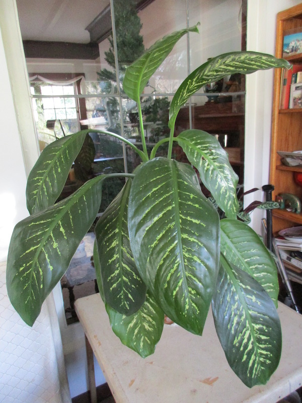 <i>Dieffenbachia Sequine</i>