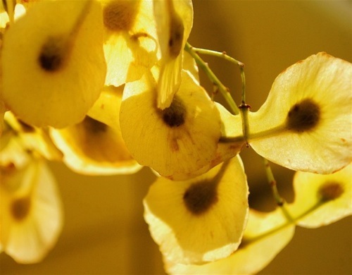 Dipteronia seeds