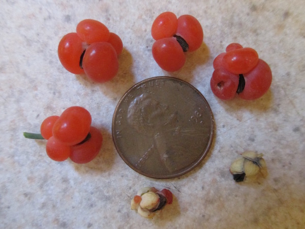 Ephedra distachya harvested fruit