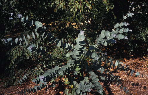juvenile foliage