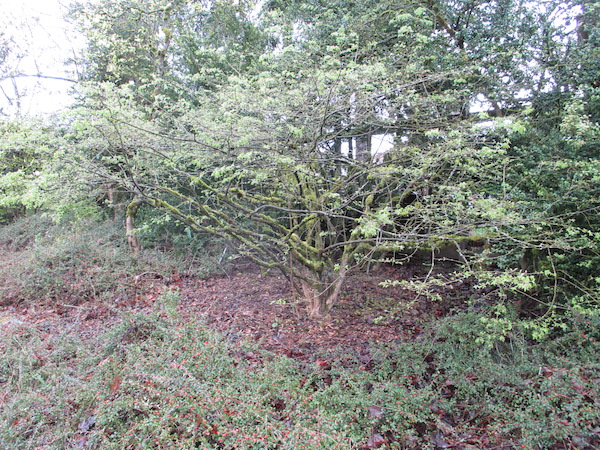 Euonymus alatus