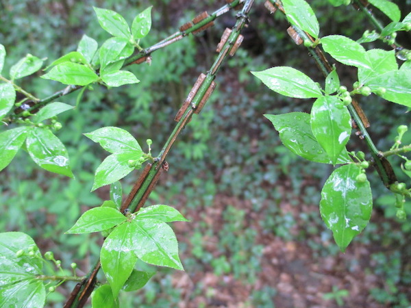 Euonymus alatus