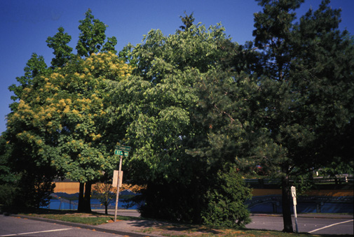 Friendship Grove in May 1989