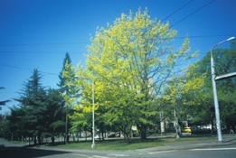 Friendship Grove in April 2005