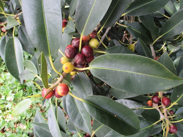 Ficus microcarpa