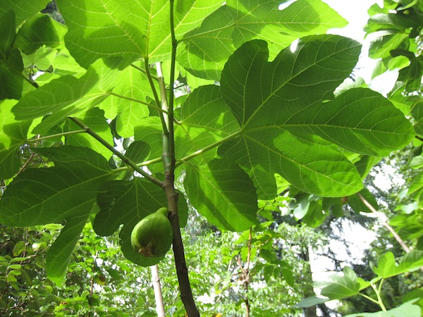 Ficus Carica