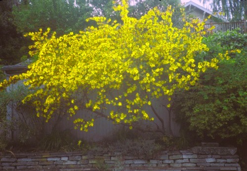 Fremontodendron 'California Glory'