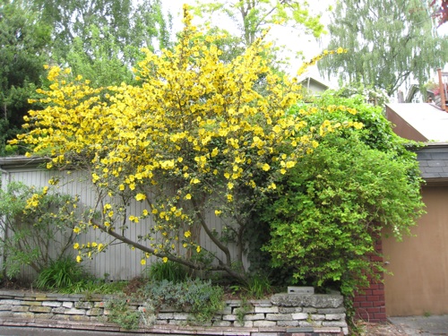 Fremontodendron 'California Glory'