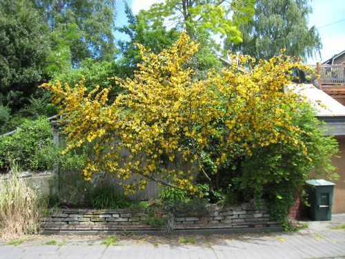 Fremontodendron 'California Glory'