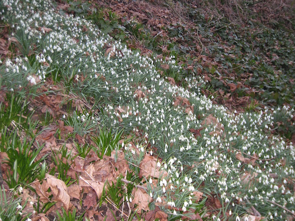 <i>Galanthus nivalis</i>