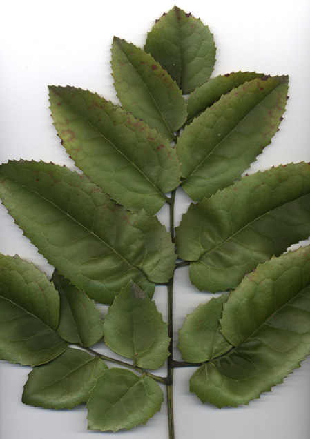 Hazel Leaves