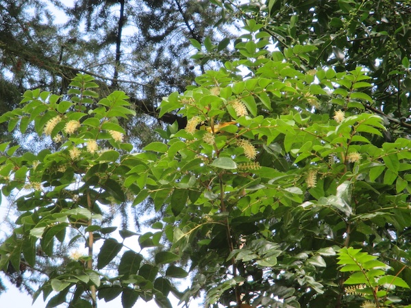 Gevuina flowers