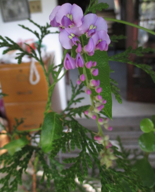 <i>Hardenbergia violacea</i>