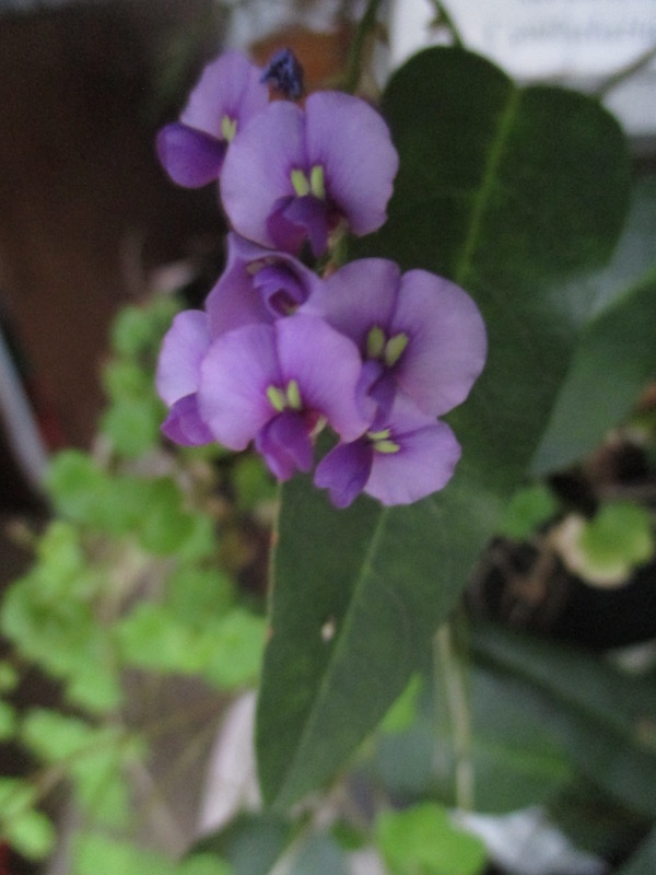 <i>Hardenbergia violacea</i>