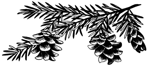 Carolina Hemlock wood engraving by Paul Landacre