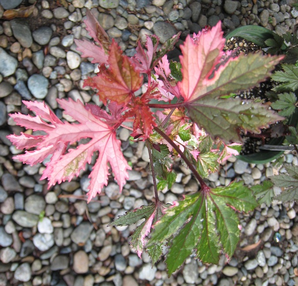 Hibiscus Acetosella