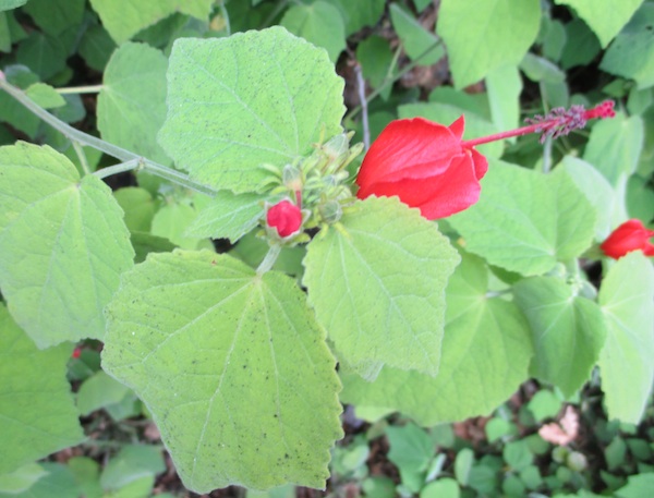 Hibiscus Malvaviscus