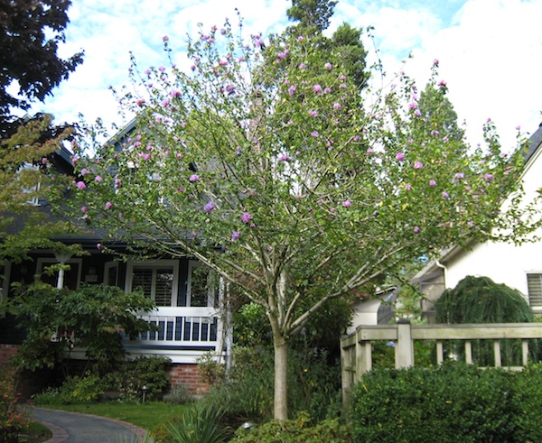 Hibiscus syriacus